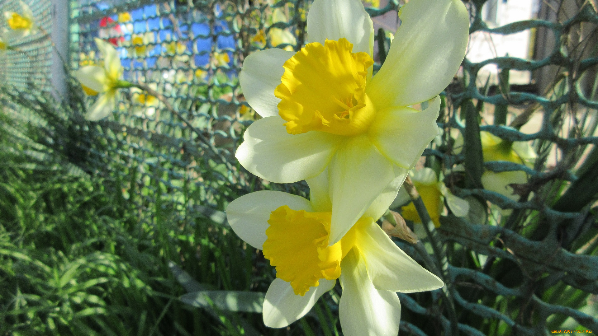 цветы, нарциссы, весна, 2018