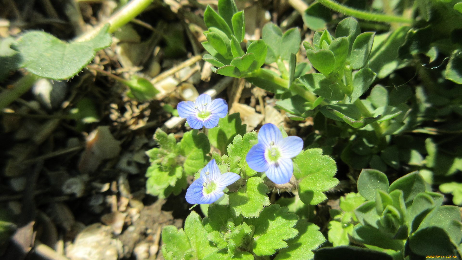 цветы, незабудки, весна, 2018