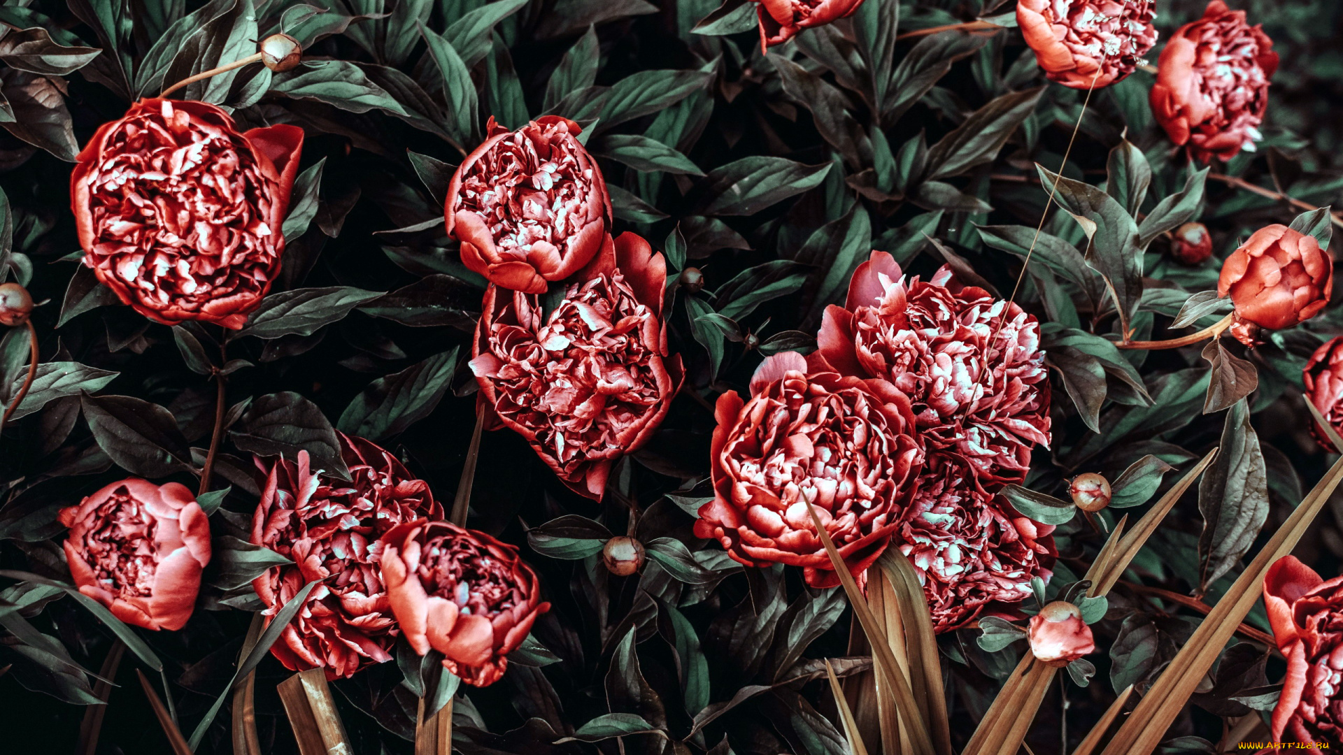 цветы, пионы, куст