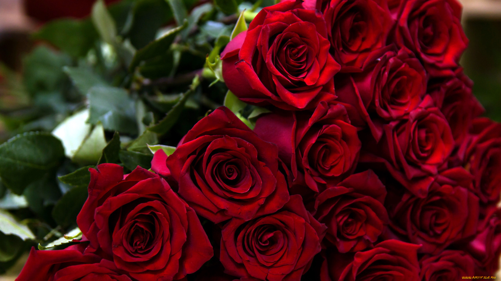 цветы, розы, бордо