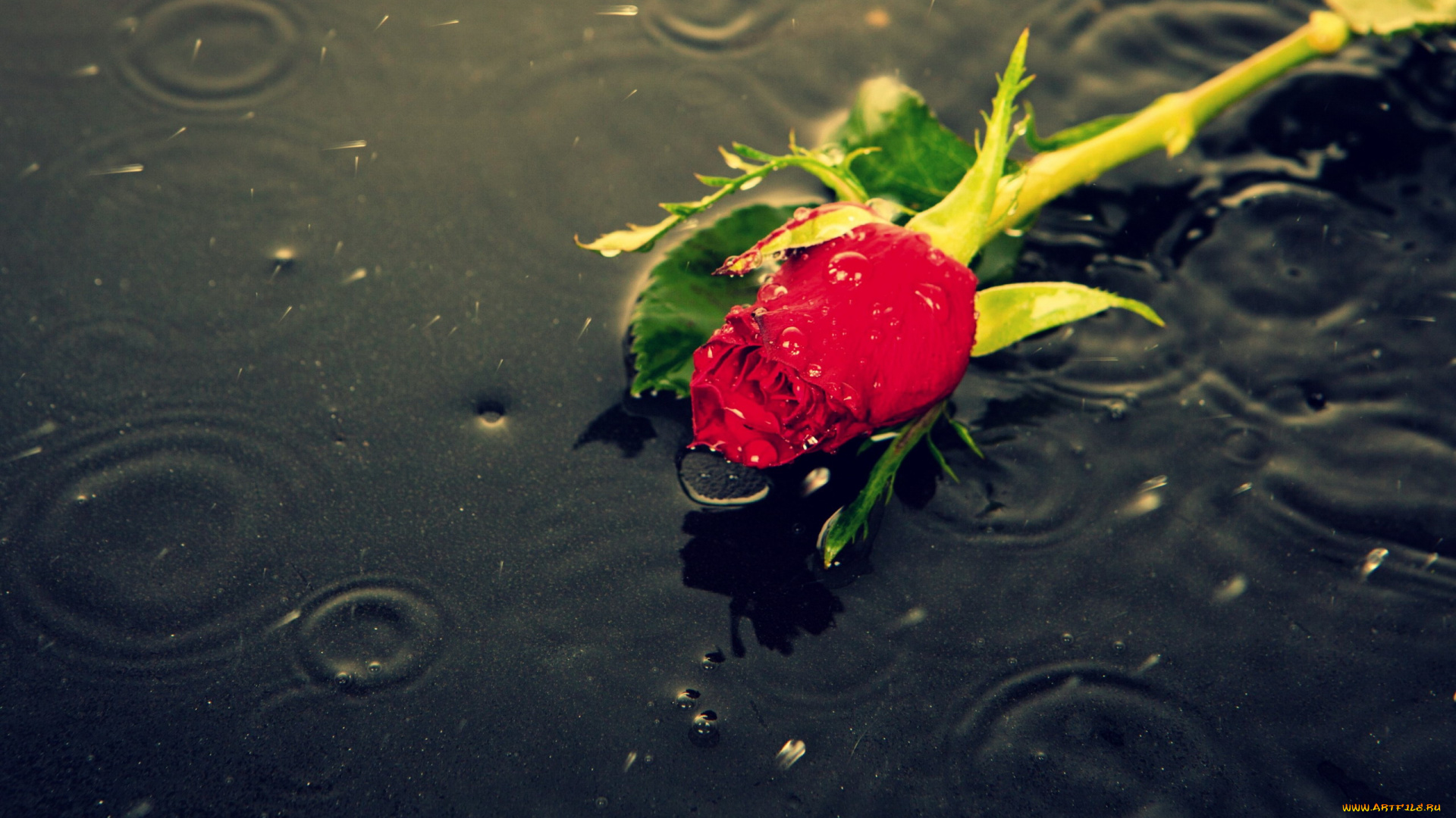 цветы, розы, бутон