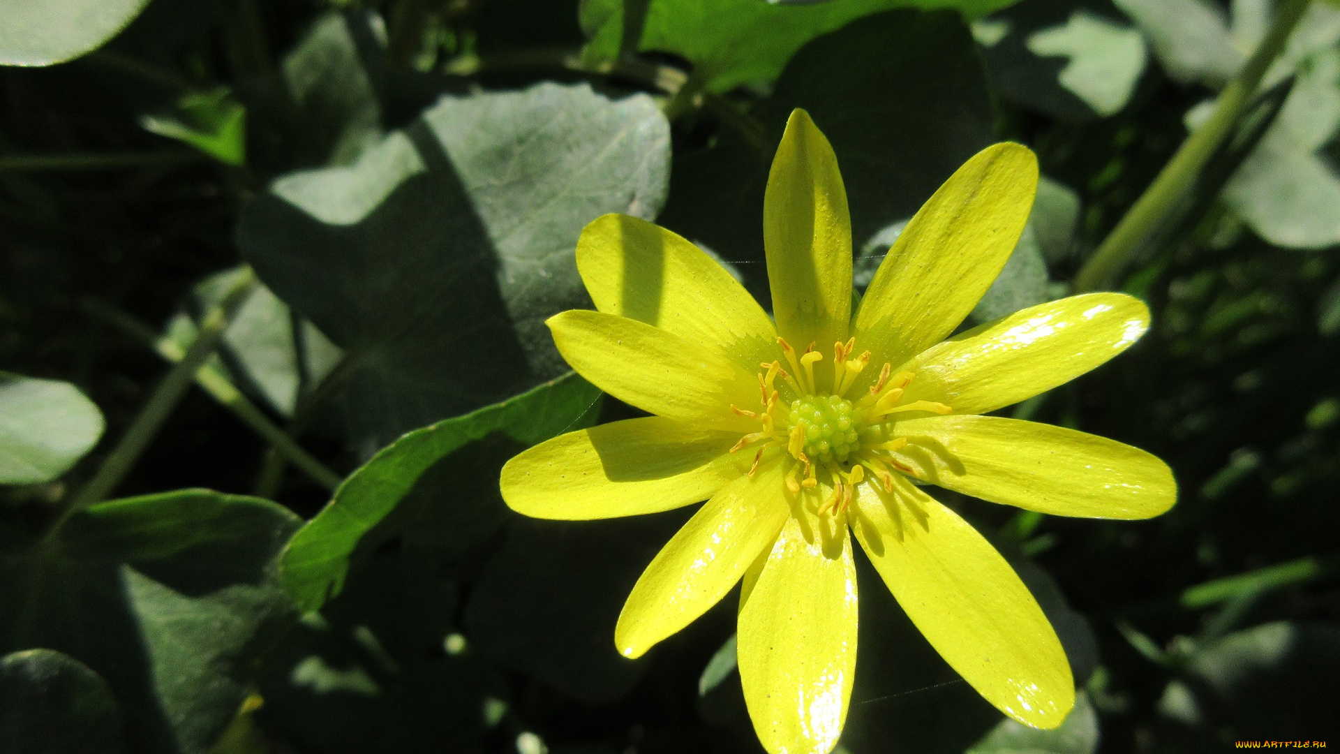 цветы, весна, 2018