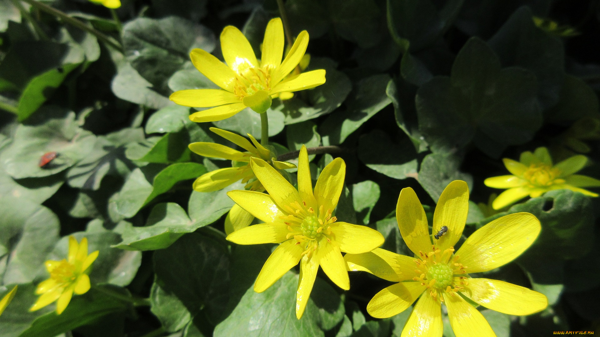 цветы, весна, 2018