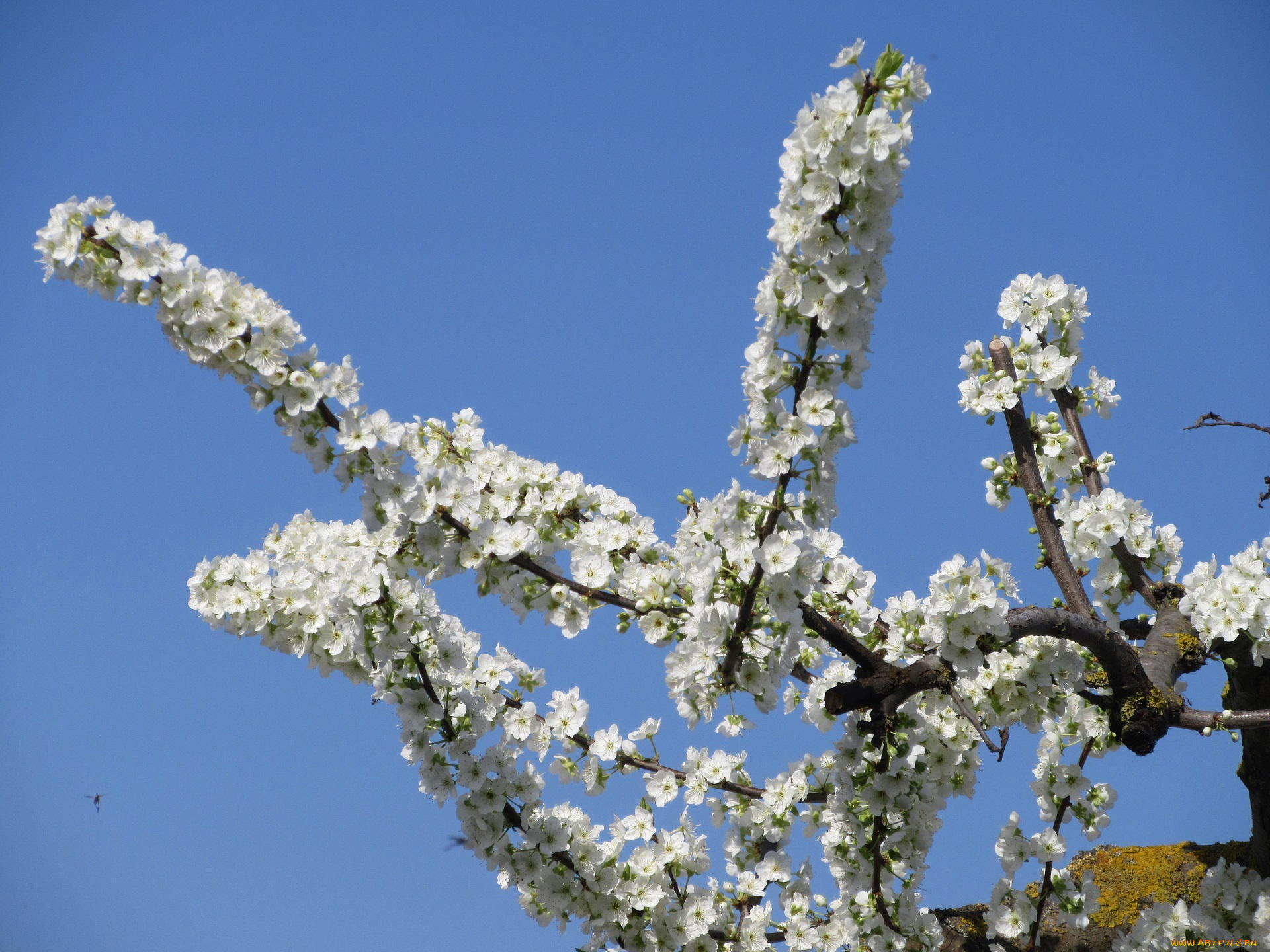 цветы, цветущие, деревья, , , кустарники, весна, 2018