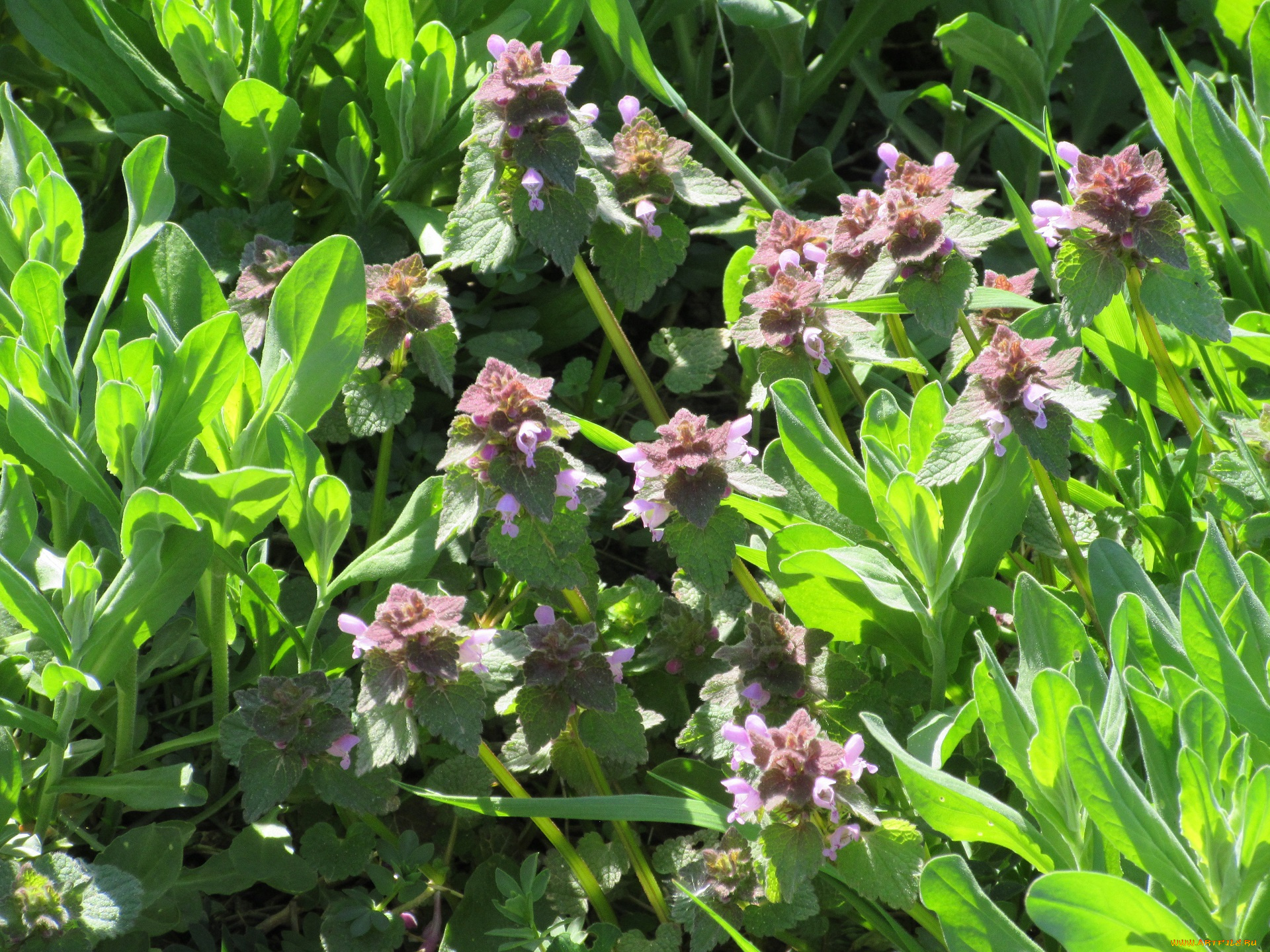 цветы, луговые, , полевые, , цветы, весна, 2018