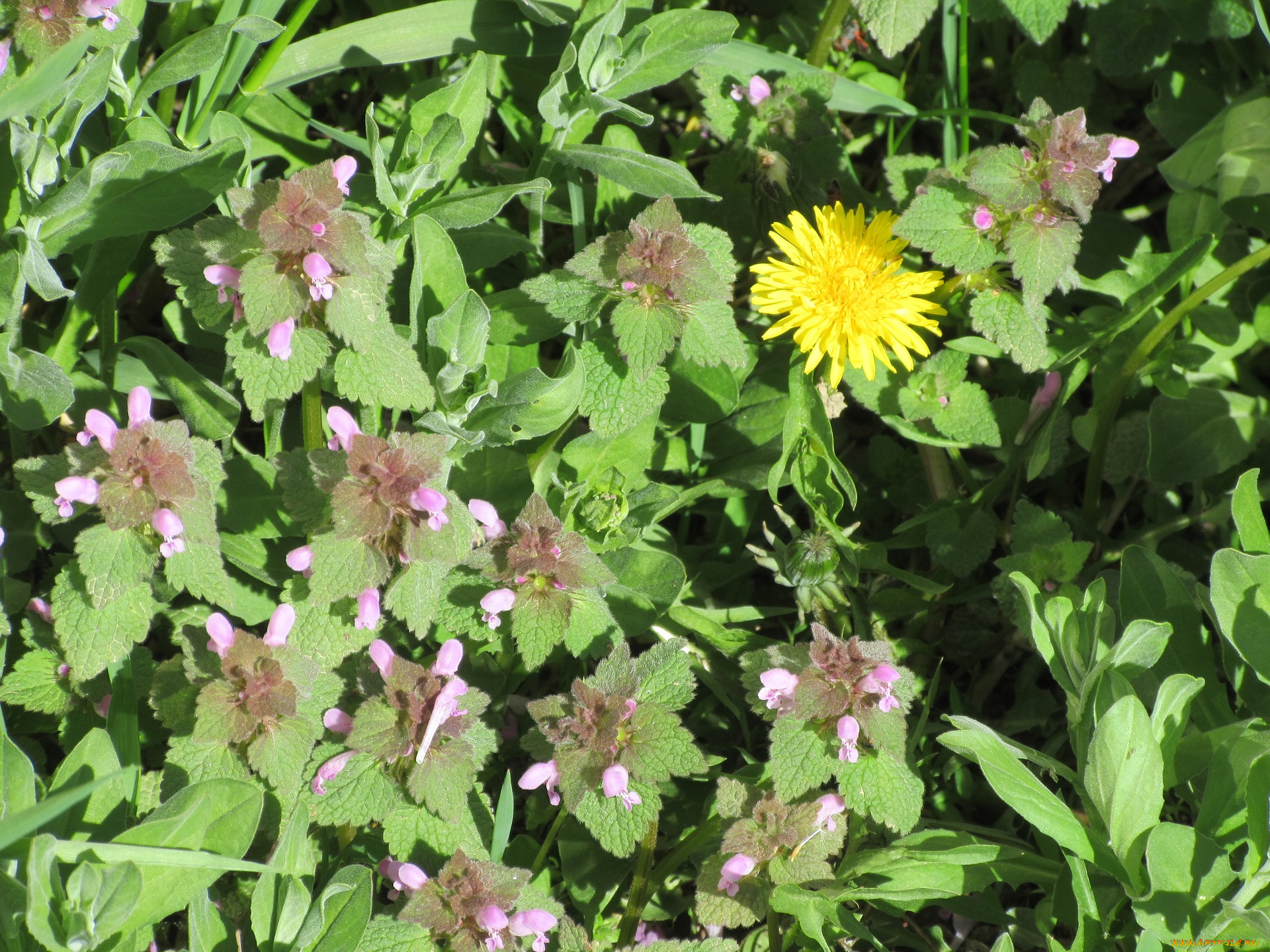 цветы, луговые, , полевые, , цветы, весна, 2018