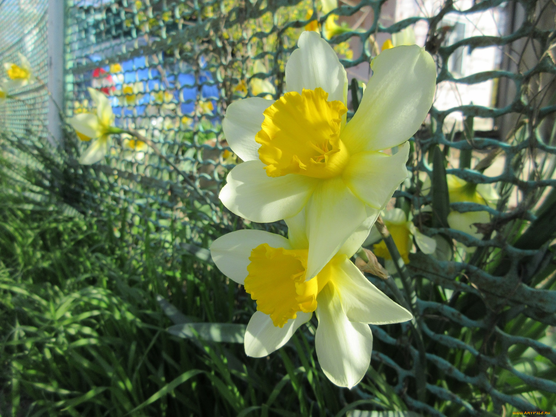 цветы, нарциссы, весна, 2018