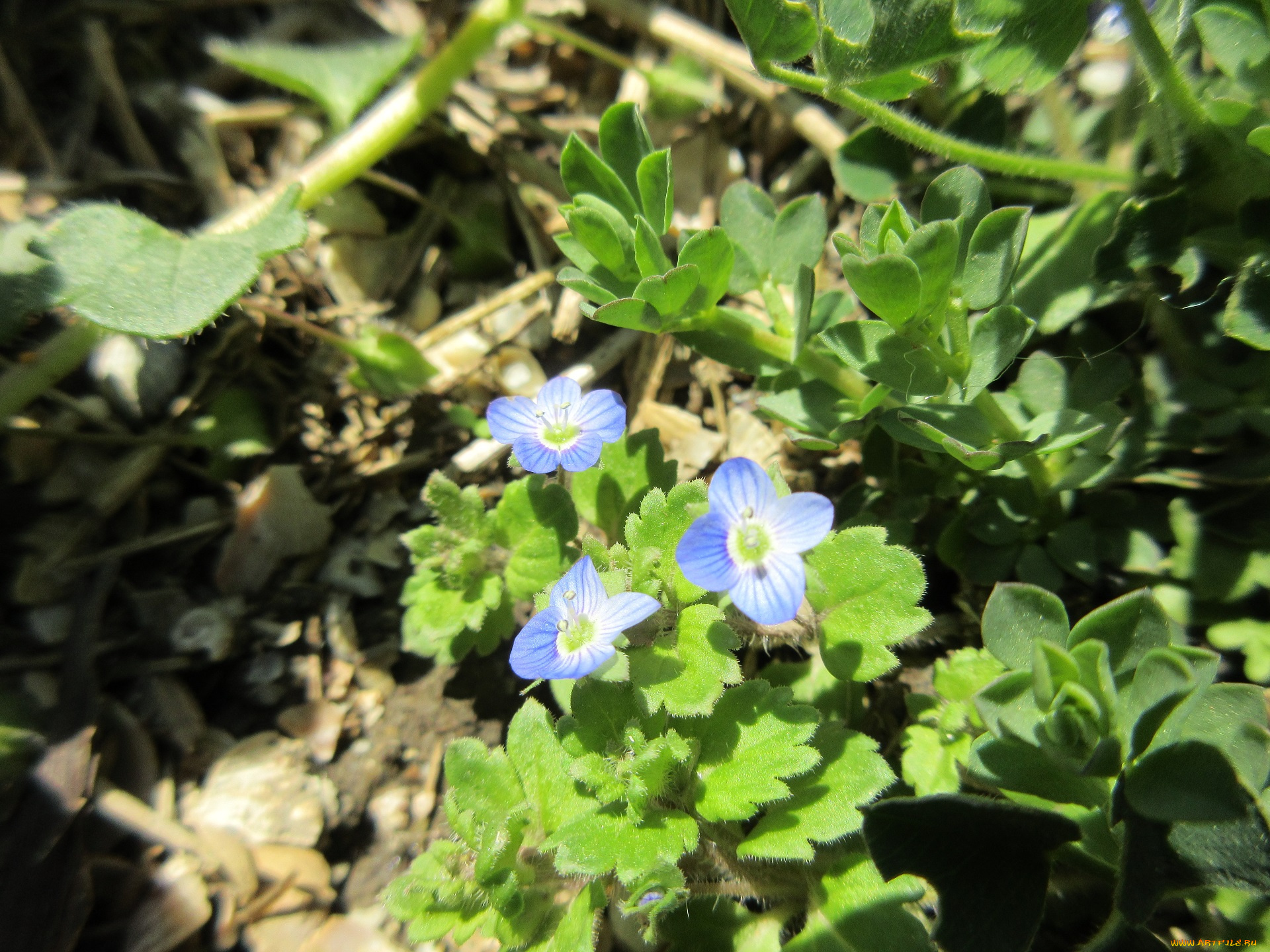 цветы, незабудки, весна, 2018