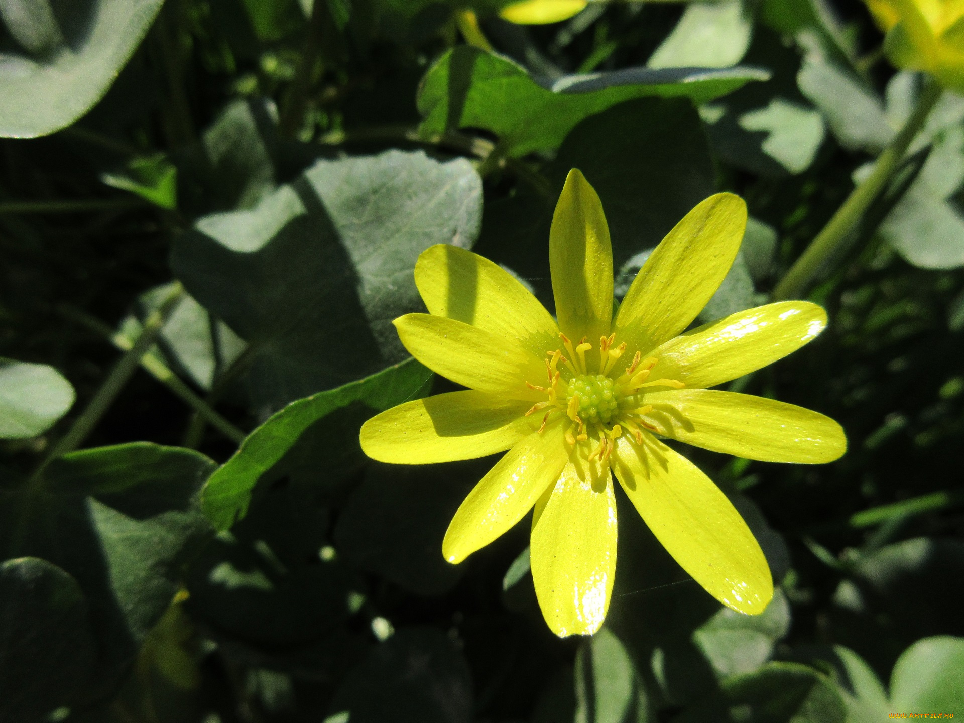 цветы, весна, 2018