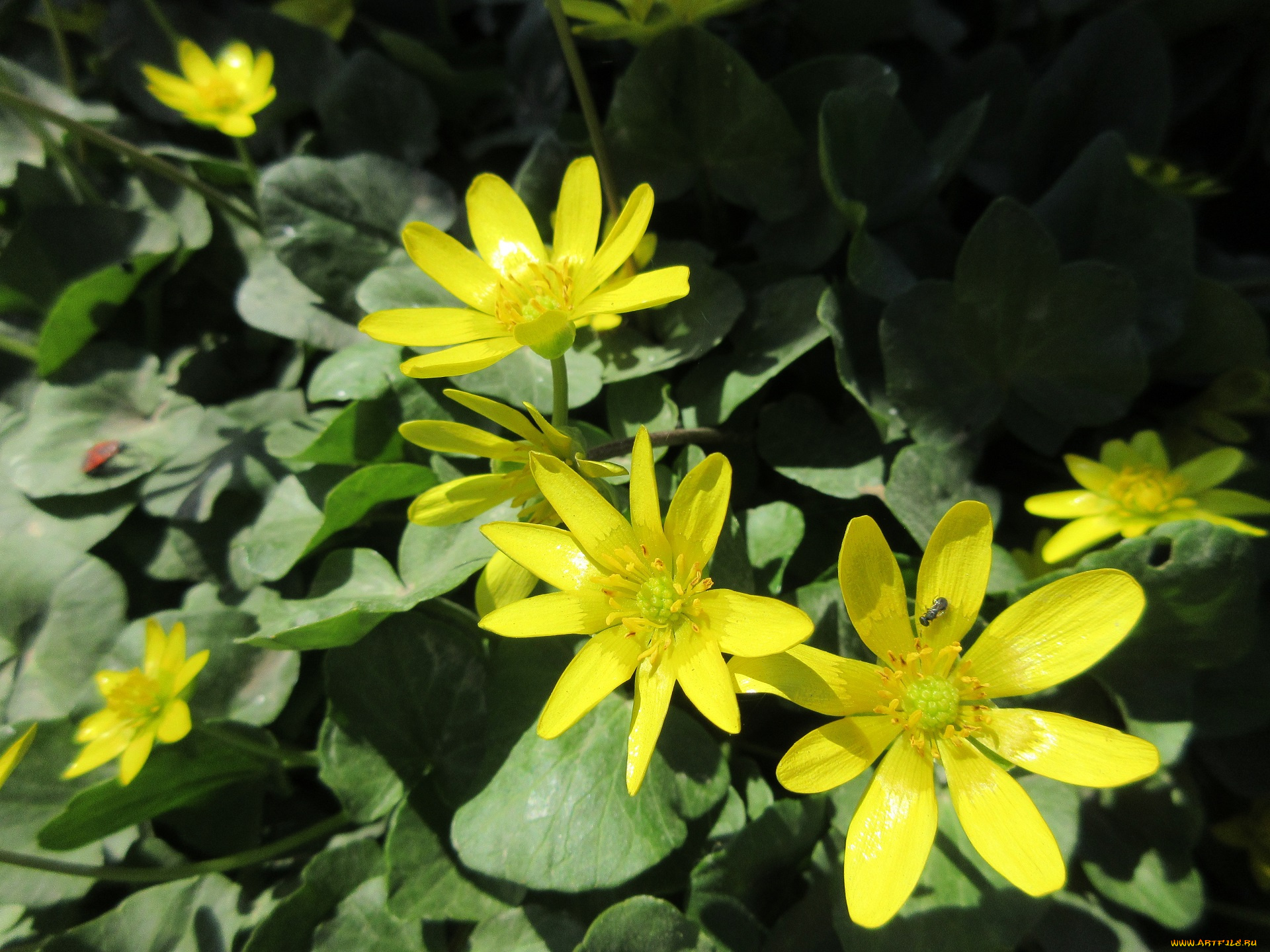 цветы, весна, 2018