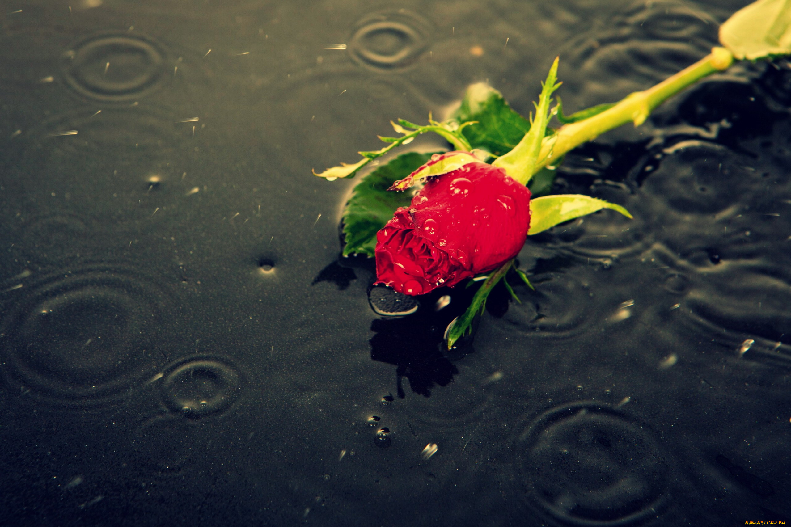 цветы, розы, бутон