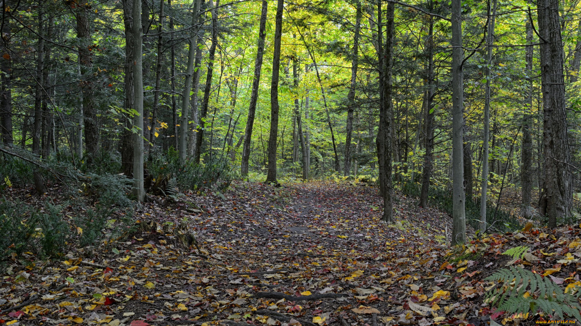 природа, лес, листопад, осень
