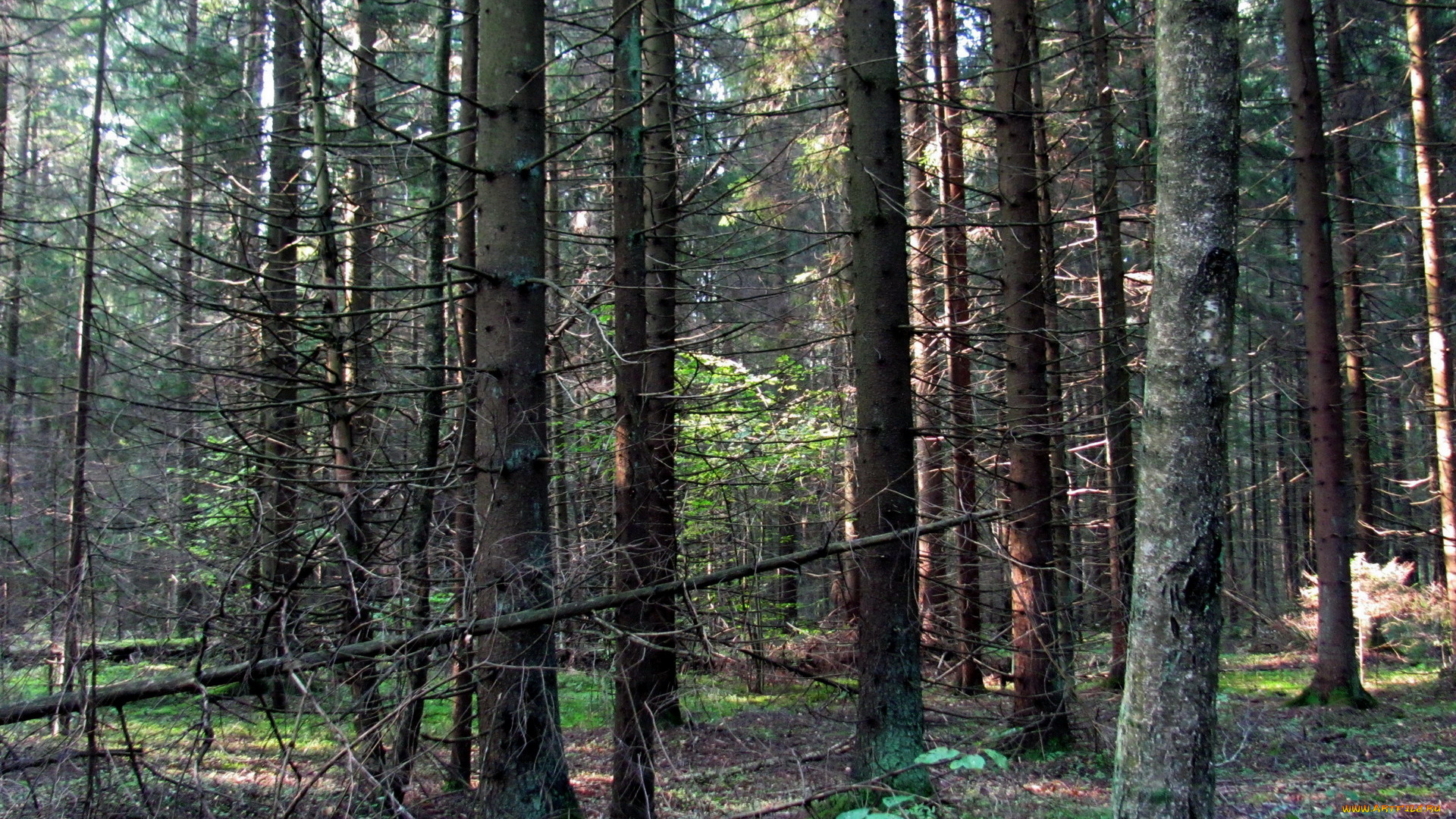 природа, лес, стволы