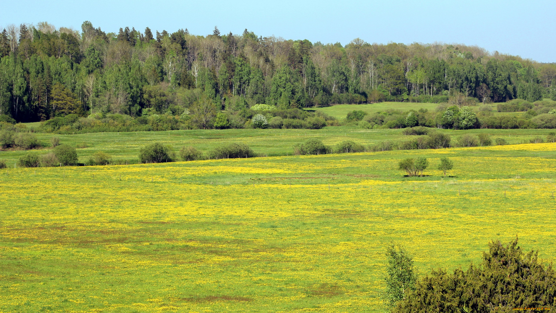 природа, луга, лето, луг