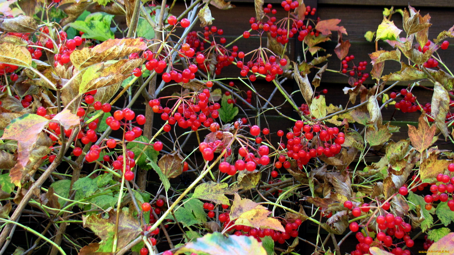 природа, ягоды, листья, осень