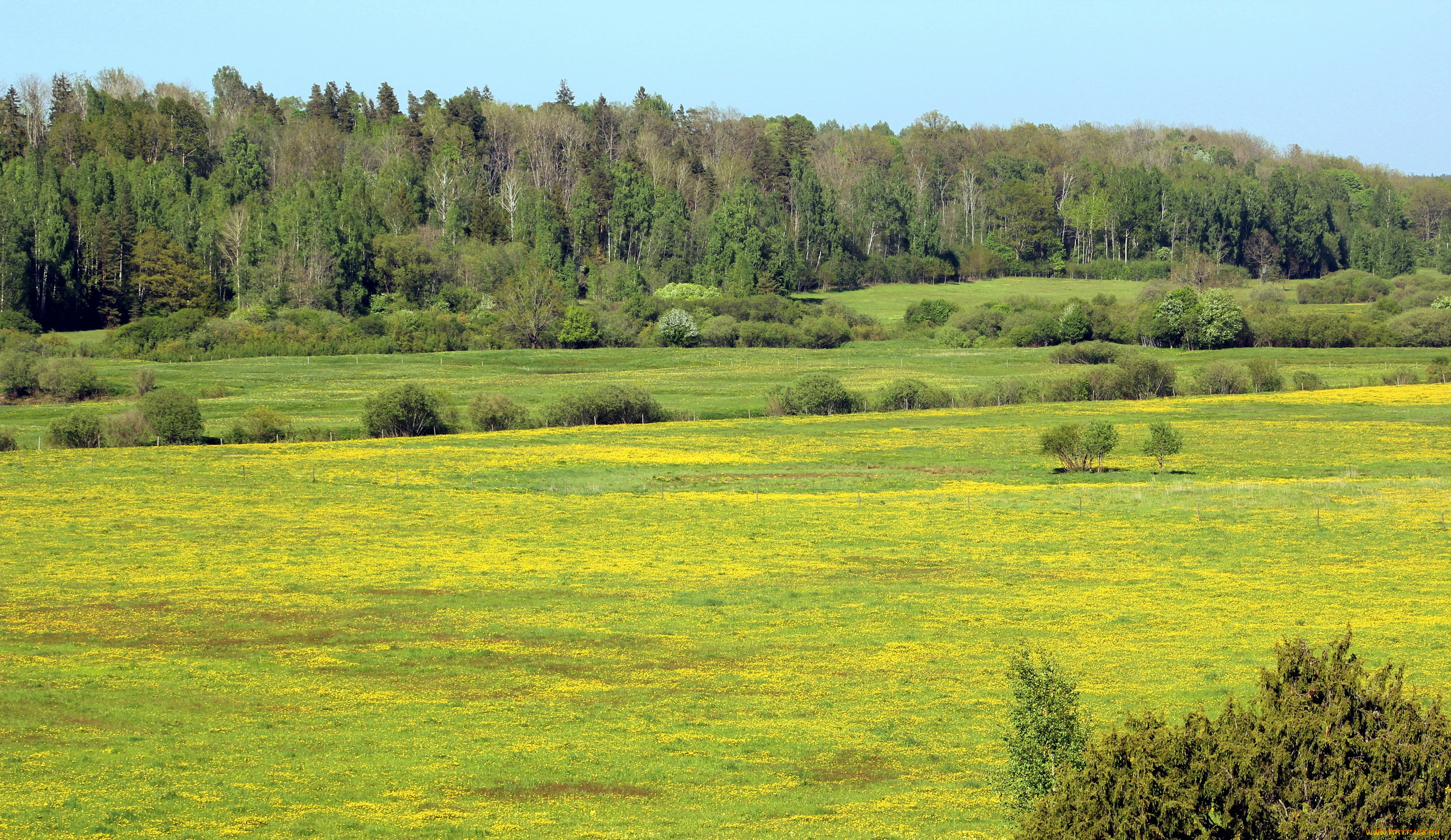 природа, луга, лето, луг