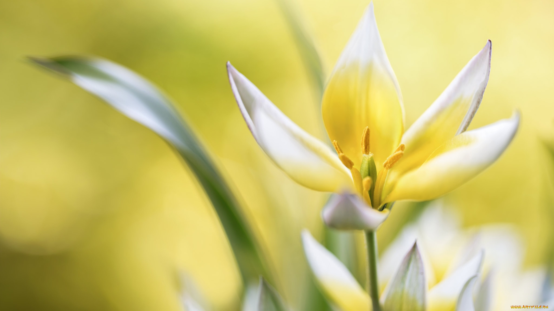 цветы, тюльпаны, макро, фон, тюльпан, лепестки, размытость