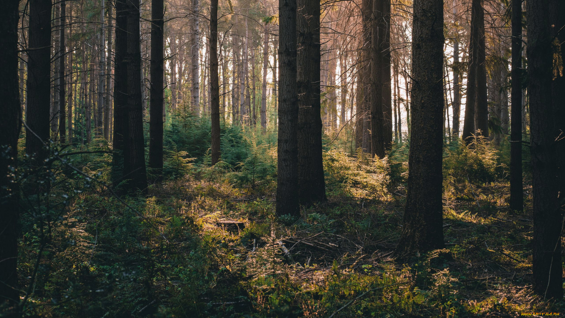 природа, лес, сосны