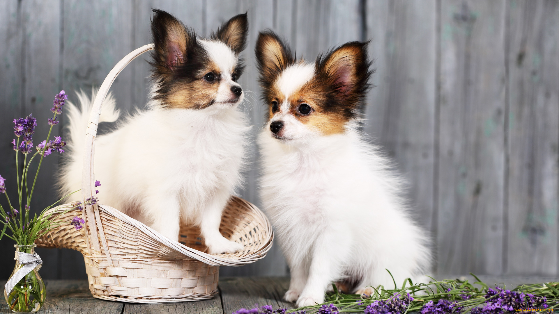 животные, собаки, щенки, корзина, цветы