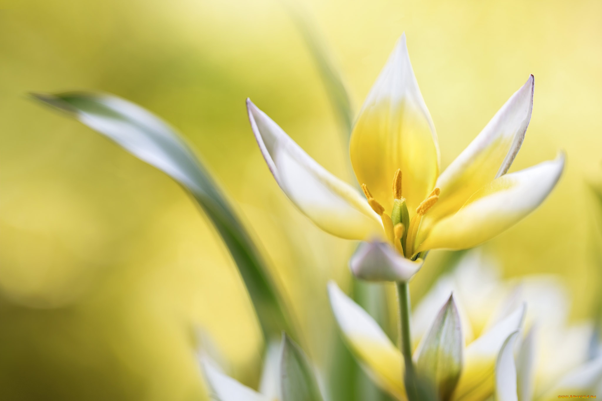 цветы, тюльпаны, макро, фон, тюльпан, лепестки, размытость