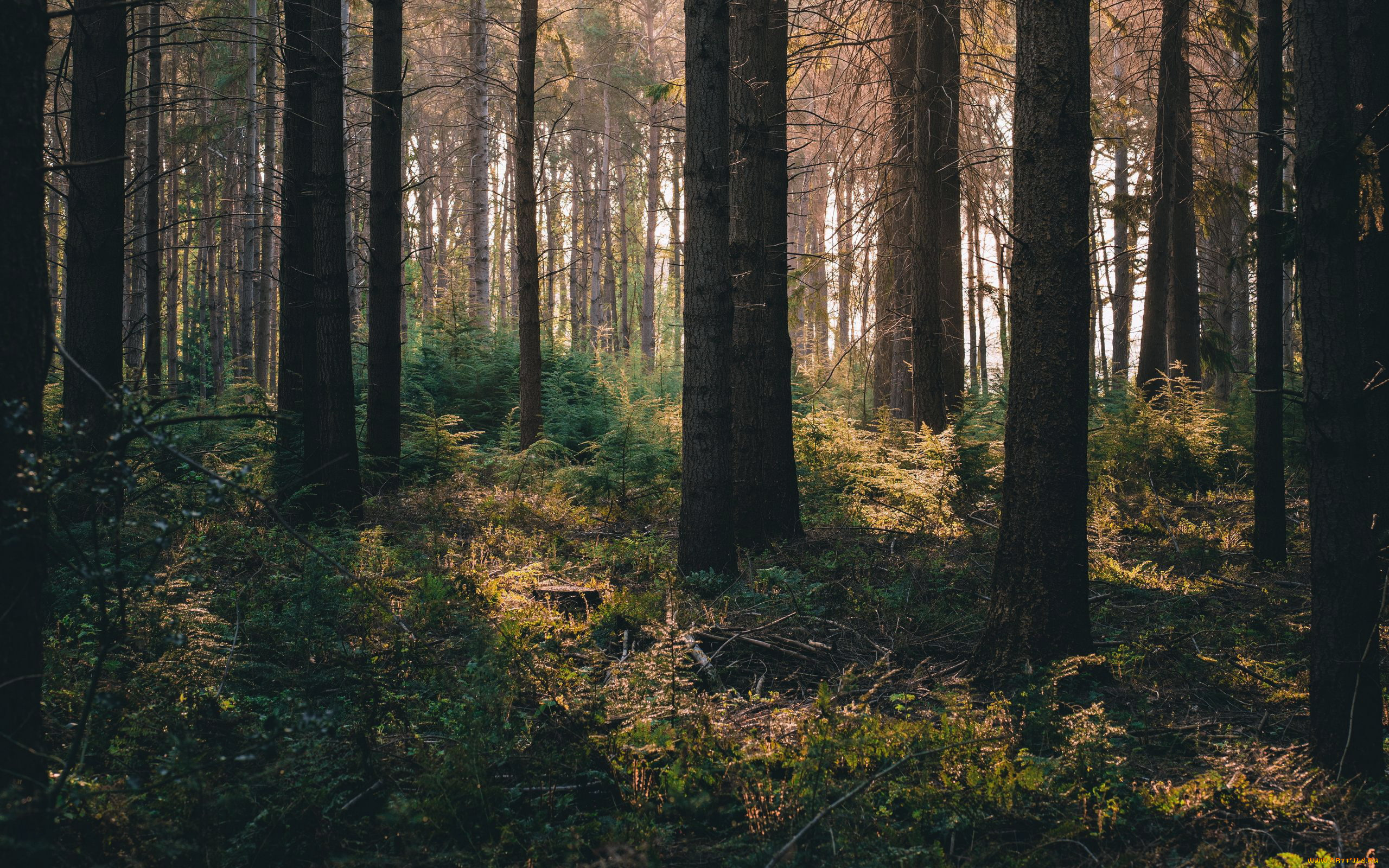 природа, лес, сосны