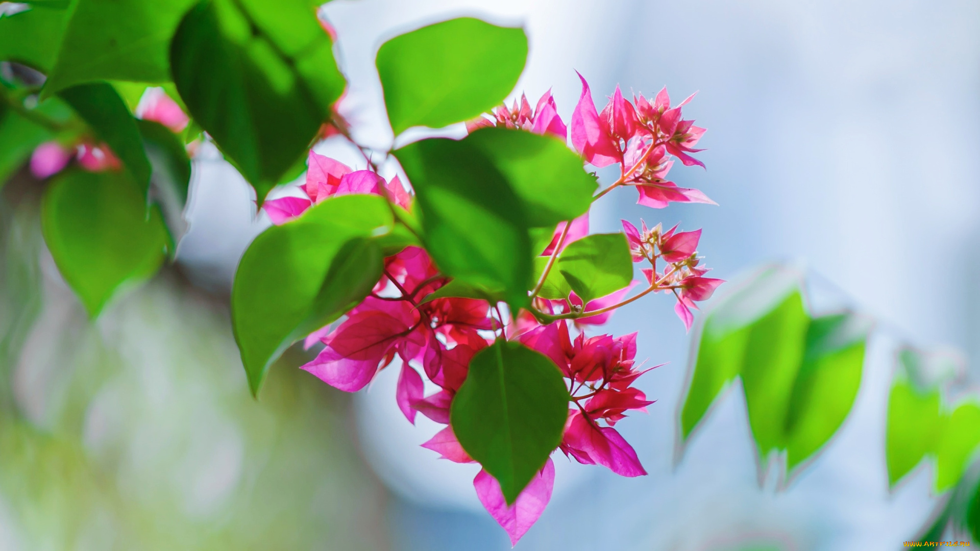 цветы, цветущие, деревья, , , кустарники, лето, листья, фон, обои, природа, wallpaper, картинка, nature, цветки, leaves, picture, на, рабочий, стол, экрана