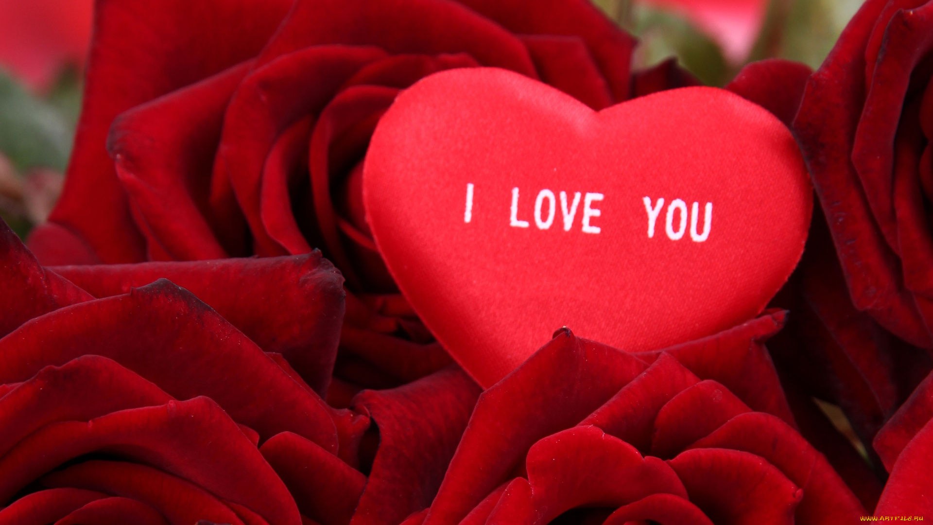 праздничные, день, святого, валентина, , сердечки, , любовь, сердечко, розы