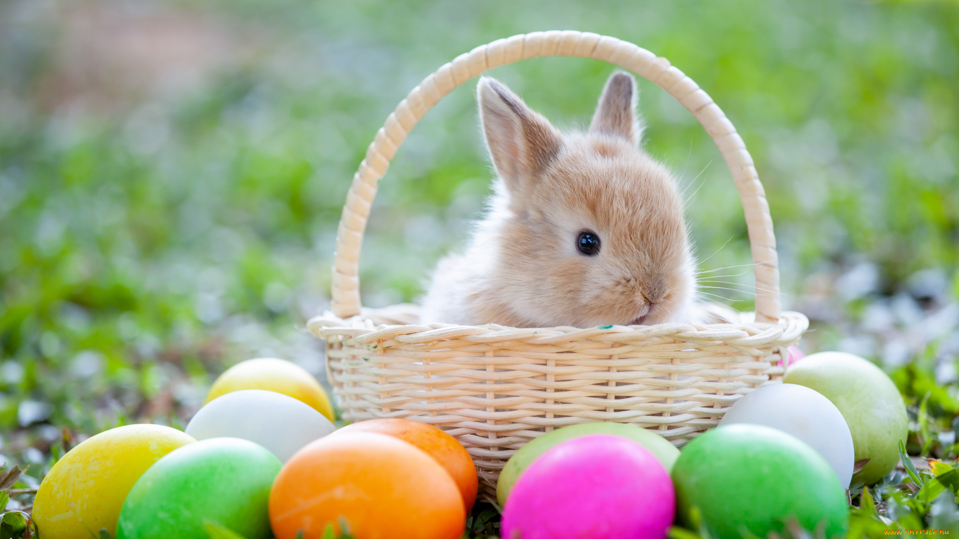праздничные, пасха, трава, яйца, весна, colorful, кролик, grass, happy, spring, easter, eggs, bunny, baske