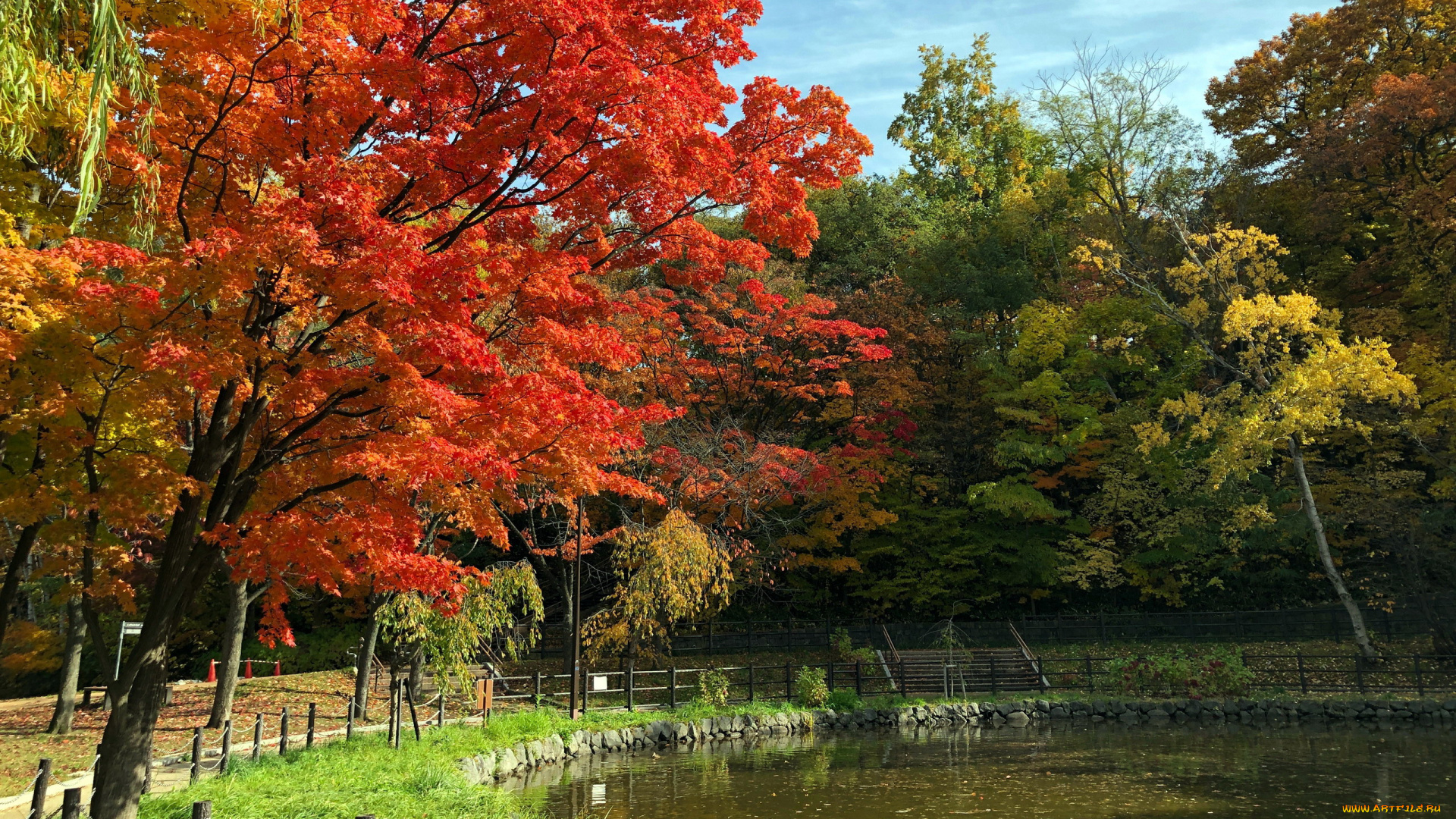 природа, парк, водоем, деревья, осень