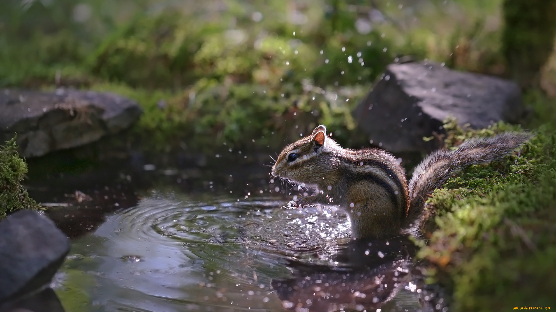животные, бурундуки, бурундук