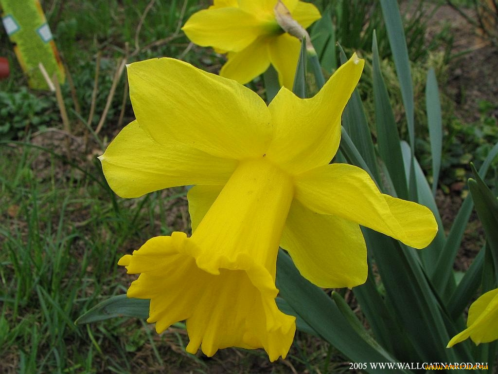цветы, нарциссы