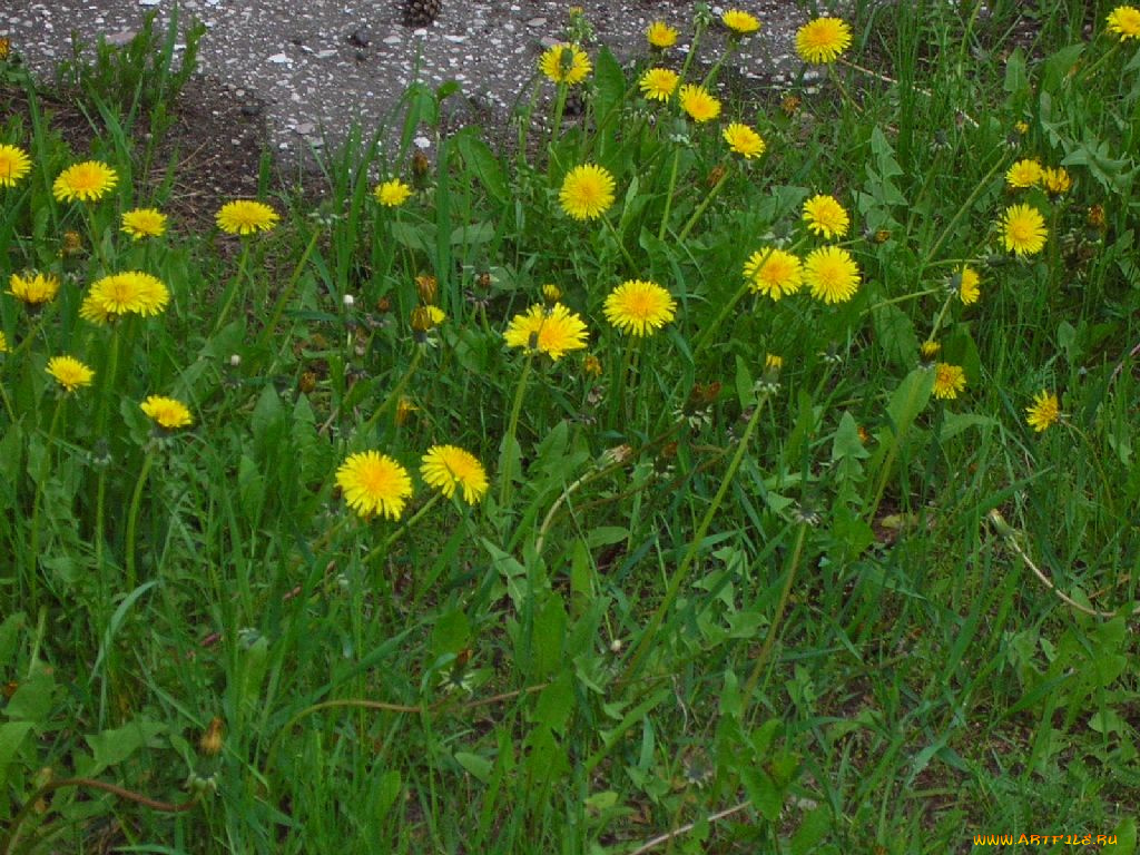 цветы, одуванчики