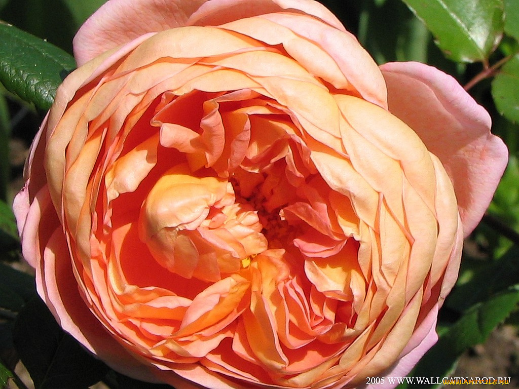 цветы, розы