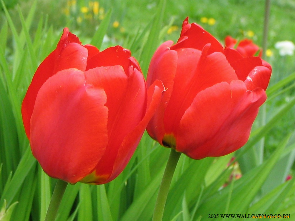 цветы, тюльпаны