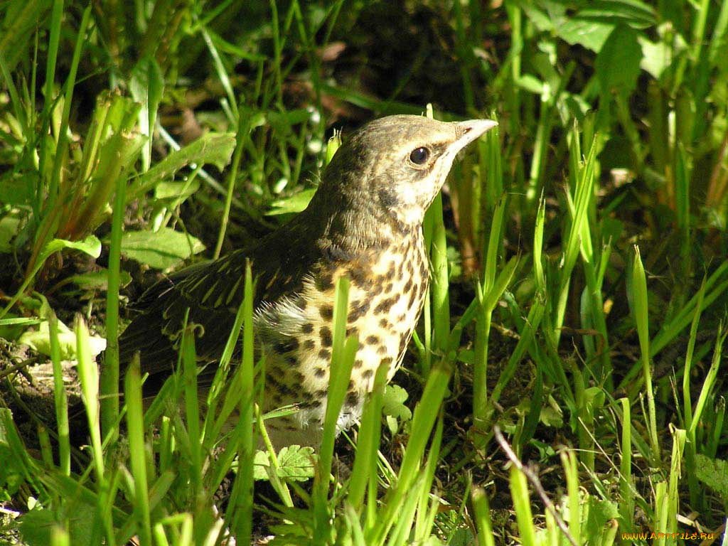 слёток, рябинника, животные, птицы