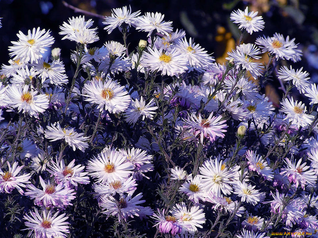 цветы, астры