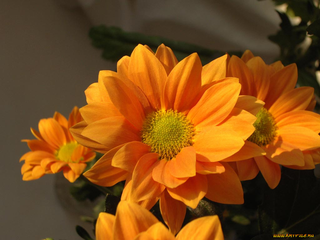 цветы, хризантемы