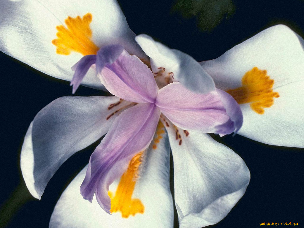 цветы, ирисы