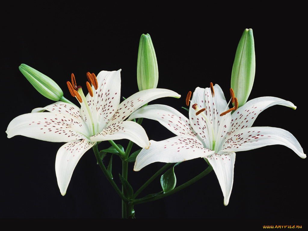 цветы, лилии, лилейники
