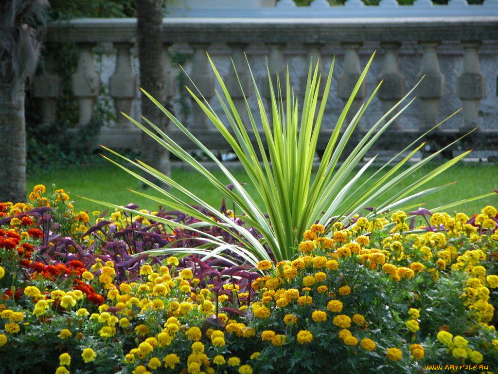 цветы, разные, вместе