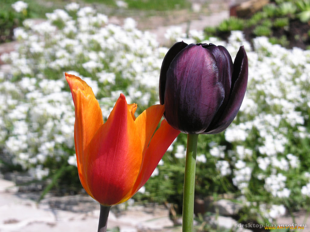 цветы, тюльпаны