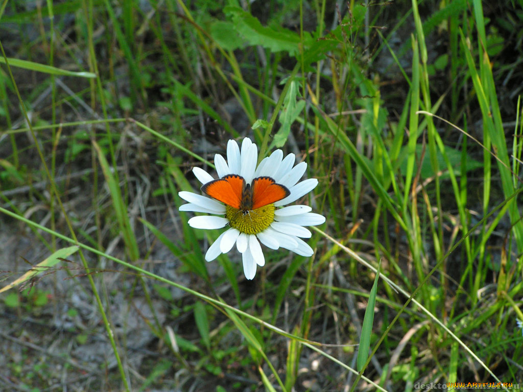 животные, бабочки