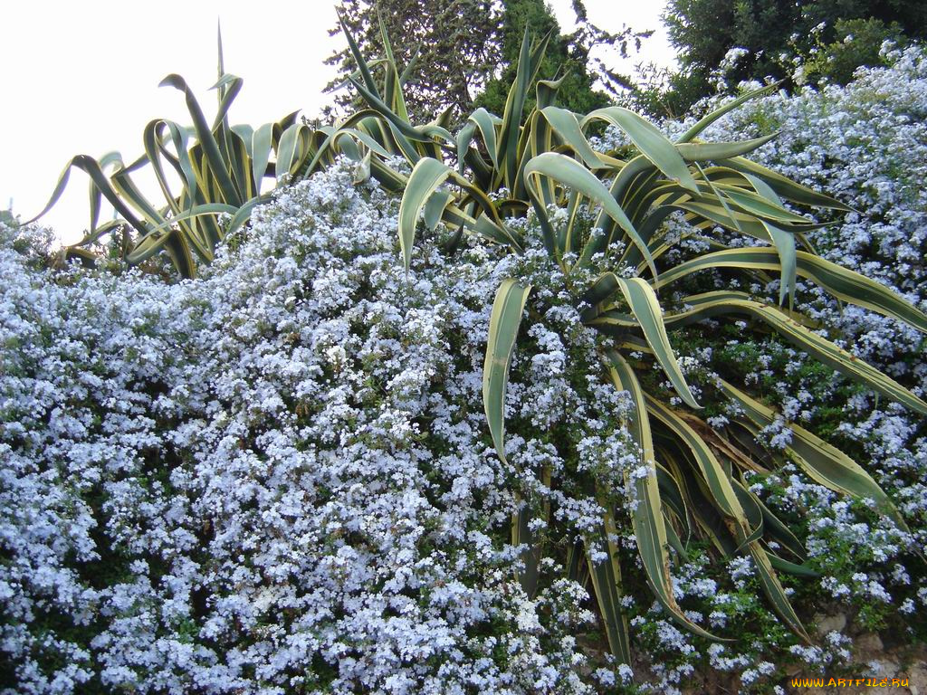 цветочная, стена, цветы, разные, вместе