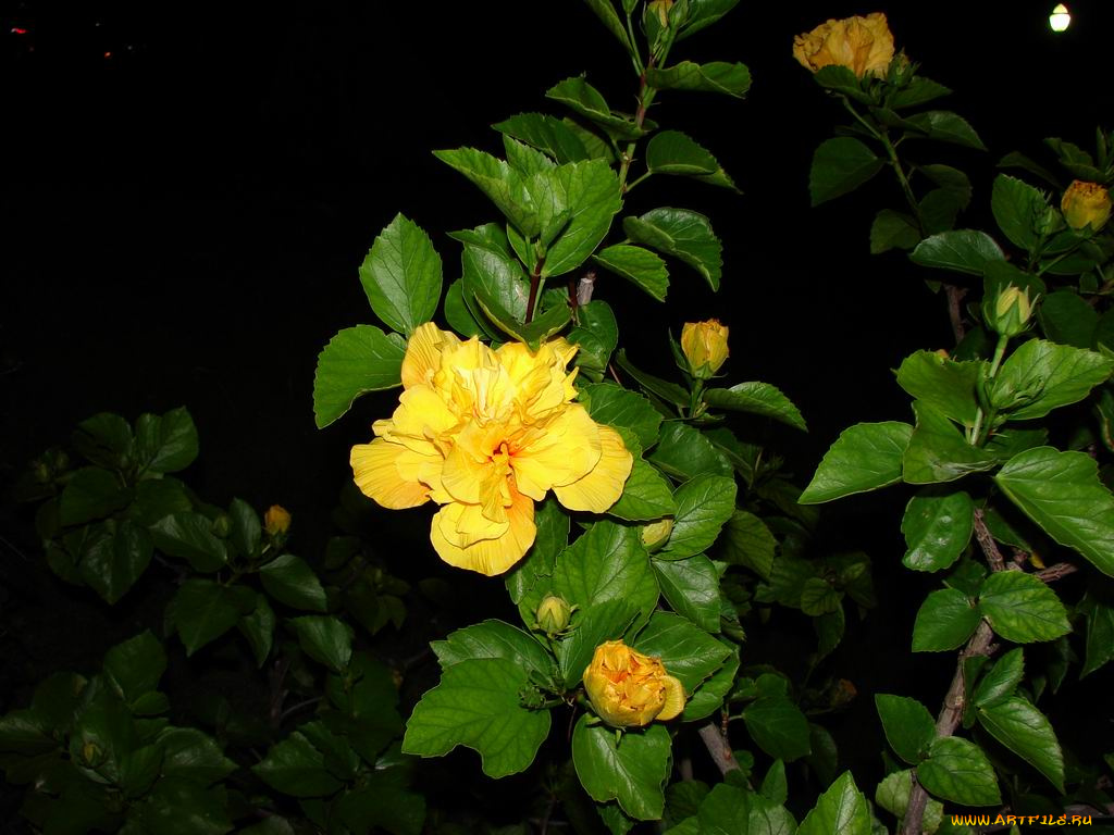 цветок, цветы, гибискусы