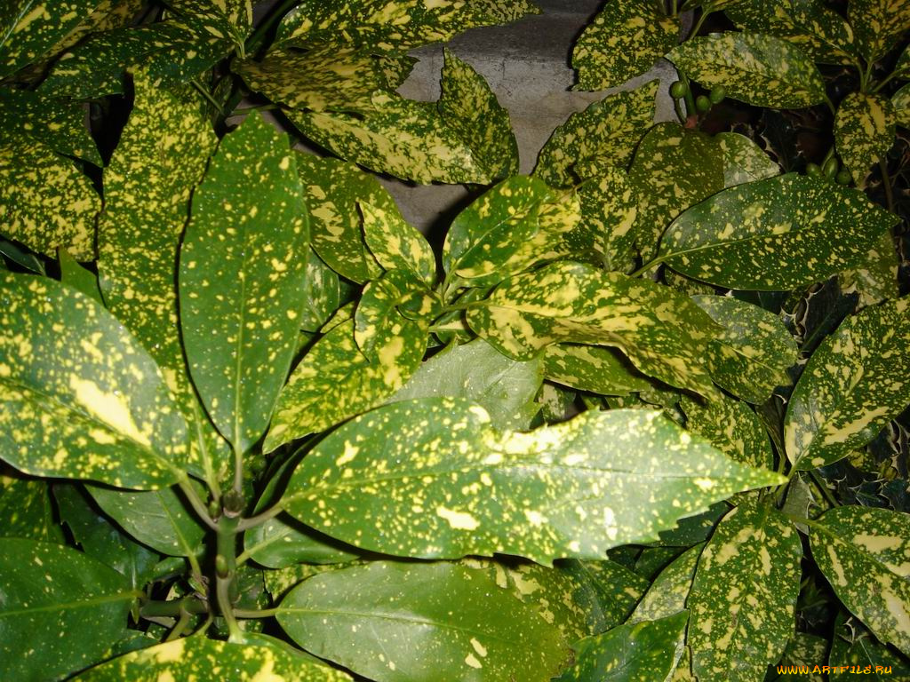 цветы, монако