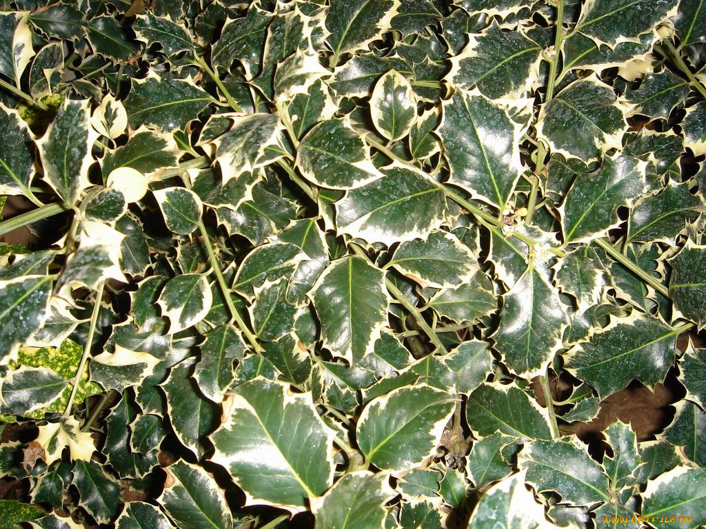 цветы, монако