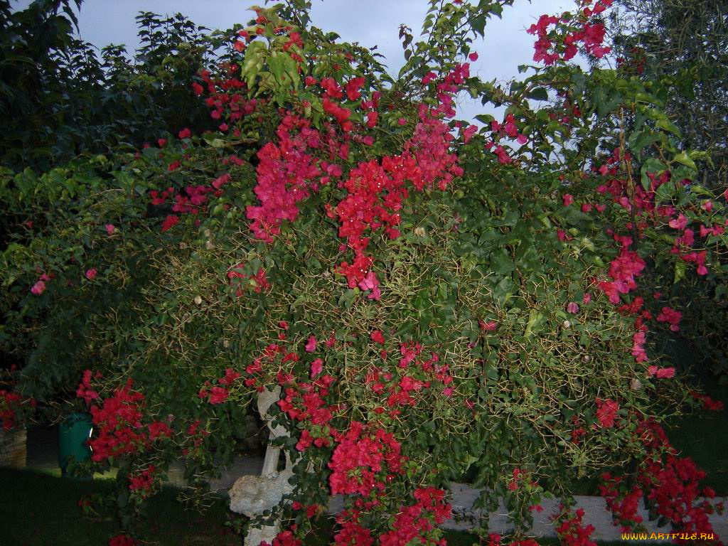 цветы, монако, бугенвиллея