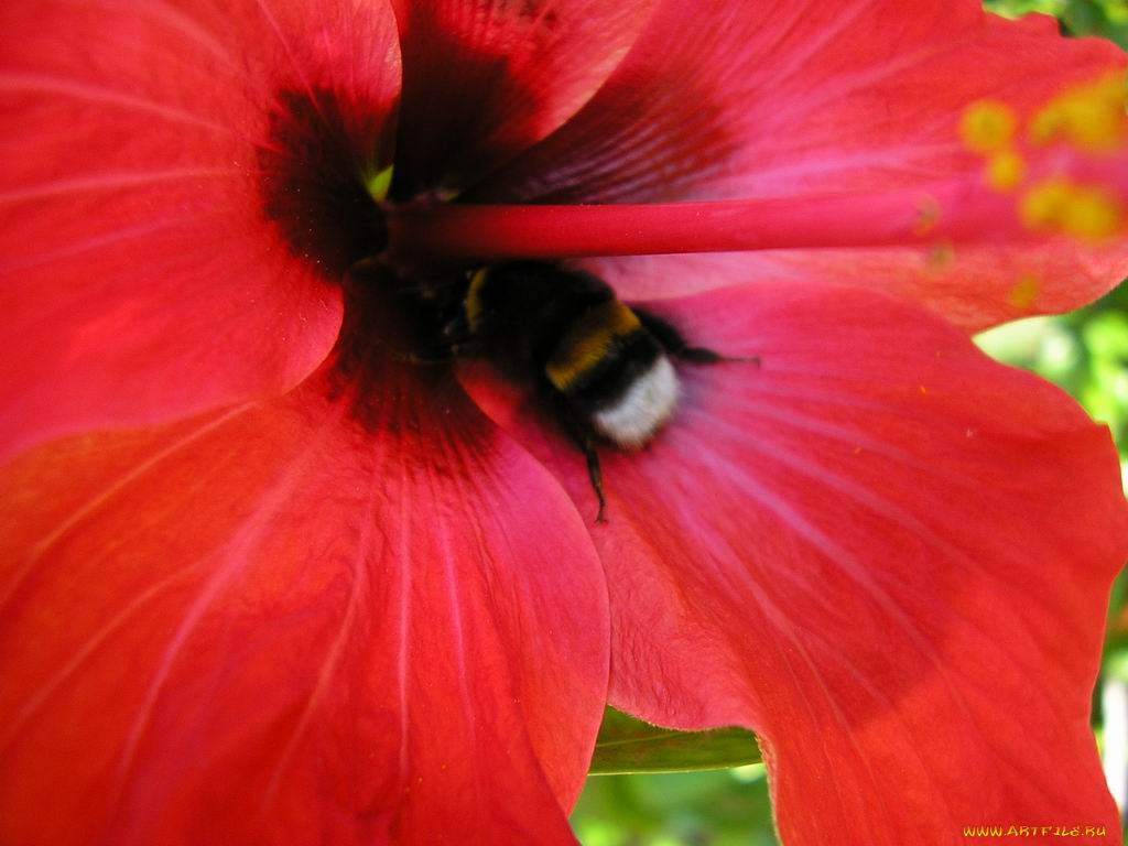 цветы, монако, гибискусы