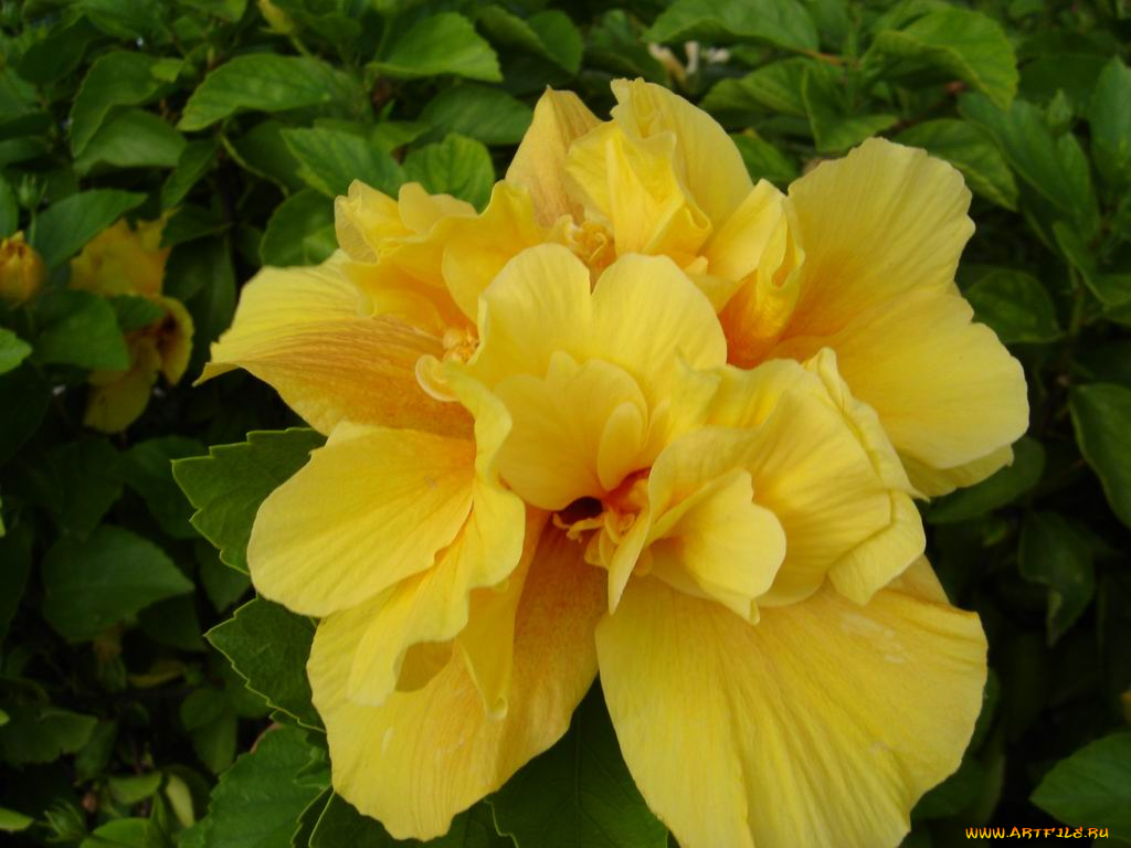 цветы, монако, гибискусы