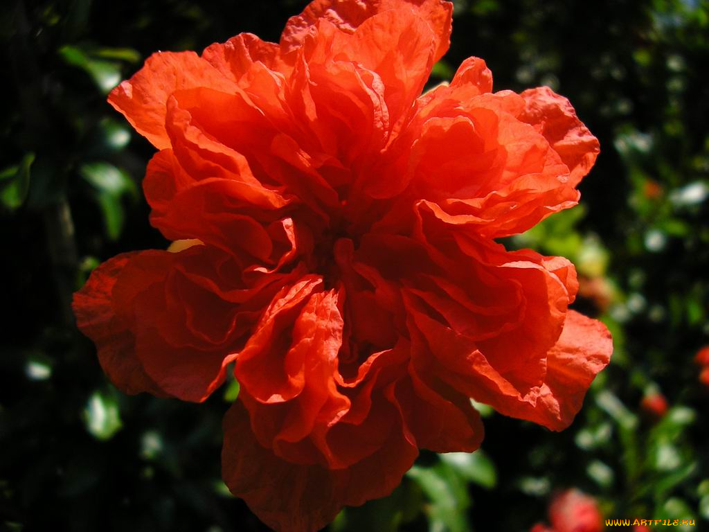 цветы, монако, гибискусы